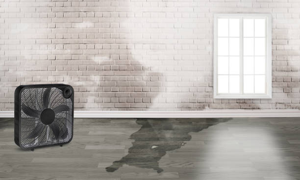 Best Local water damage restoration  in Hillsborough, NJ